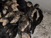Chickens — 照片 3