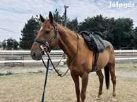 ঘোড়া, Thoroughbred horse — ছবি 5