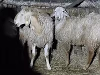 قوچ, Arashan sheep — عکس 5