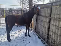 ม้าตัวผู้, Arabian horse — รูปภาพ 5