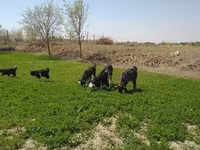 Capră, Capre — foto 2