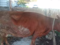 Lo’, Cattle — sawirka 4