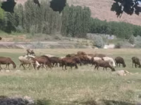 قوچ, گوسفند — عکس 3