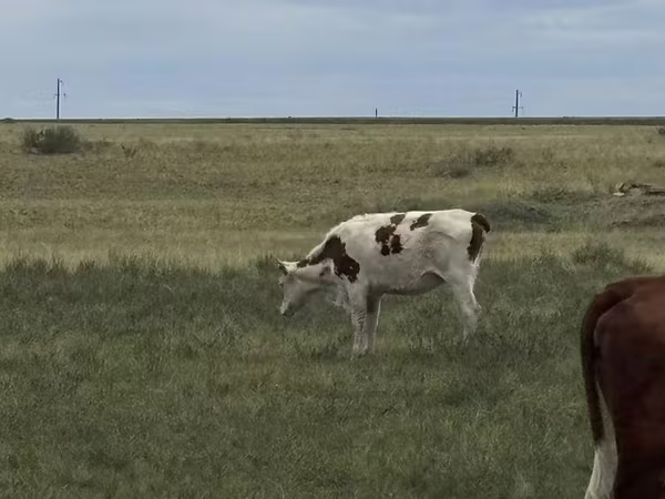 Lo’, Latvian Blue cattle