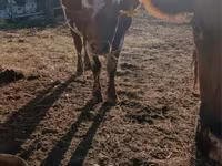 Bik, Swiss cattle — fotografija 1