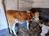 Krava, Simmental cattle — foto 2