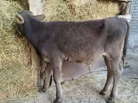 Toro, Swiss cattle — foto 3