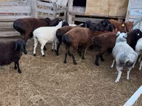 Ram, Hissar sheep — foto 4