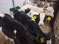 Býk, Russian Black pied cattle — foto 1