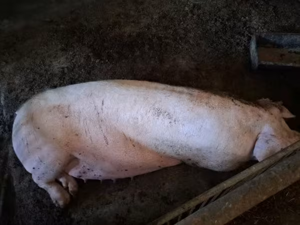 Sow,  — Hungary