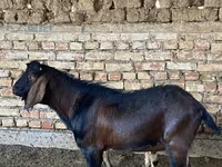 بز نر, Beetal goats — عکس 4