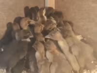 Ducks — zdjęcie 2