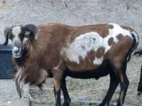 قوچ, Cameroon sheep — عکس 3