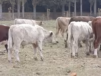 گاو نر, نژاد آولی‌اکول — عکس 8