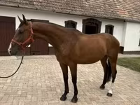 雄馬, Hungarian horse breed — 写真 4