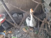 Geese — รูปภาพ 7