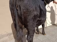 گاو ماده, آبرادین-آنگوس — عکس 4