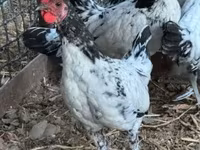 Chickens — foto 3