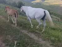 Азаргагүй морь, Адуу — 3 зураг