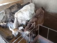 황소, Swiss cattle — 사진 2