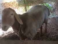 Widder, Arashan sheep — Foto 2