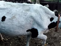 گاو ماده, Russian Black pied cattle — عکس 2