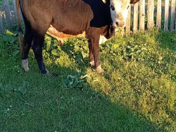ወንድ በሬ, Kazakh White-headed cow
