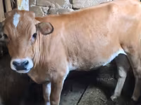 Krava, Simmental cattle — foto 2