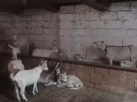 Koza, Козе — fotografija 4