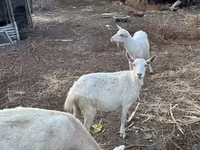 Goat, Saanen goat — photo 1