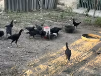 Chickens — รูปภาพ 2
