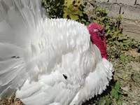 Turkeys — ፎቶ 2