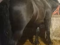 Cavallo, Cavalli — foto 2