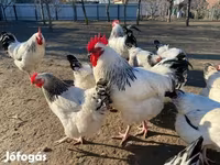 ساسکس — عکس 7