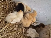 Chickens — عکس 4