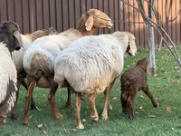Oaie, Arashan sheep — foto 2