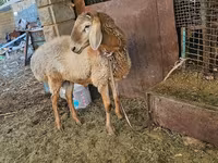 แกะตัวผู้, Arashan sheep — รูปภาพ 1