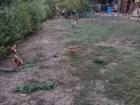 Chickens — รูปภาพ 5