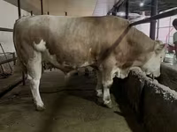 Tyre, Simmental cattle — foto 4