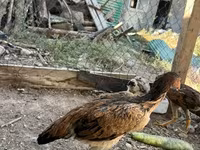 Chickens — عکس 8