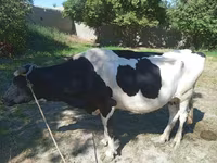 گاو ماده, Russian Black pied cattle — عکس 1