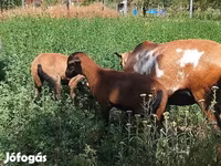 Beran, Cameroon sheep — foto 5