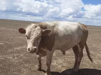 Bou, Simmental cattle — foto 1