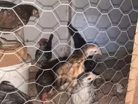 Chickens — լուսանկար 2