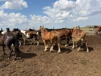 Cavalo, Horse breed — foto 1