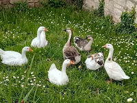 Geese — عکس 2