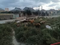 گوسفند (گروه، جنسیت مشخص نشده), گوسفند — عکس 3