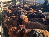 Berbec, Edilbay sheep — foto 4