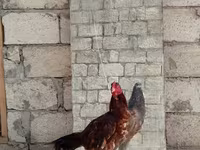Chickens — عکس 2