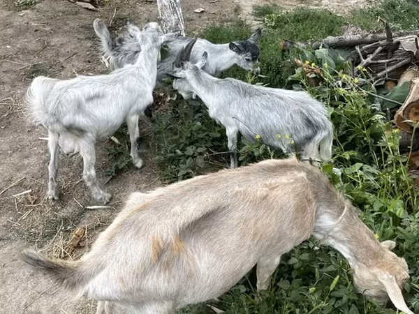Echki, Echkilar — Qirgʻiziston